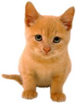 kitten jpg